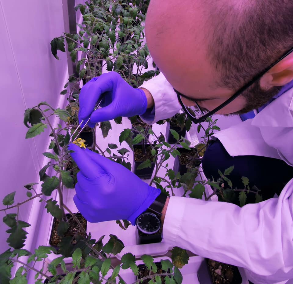 FertiGlobal's Plant Biotechnologist Haytham is conducting a precision screening on tomato plants