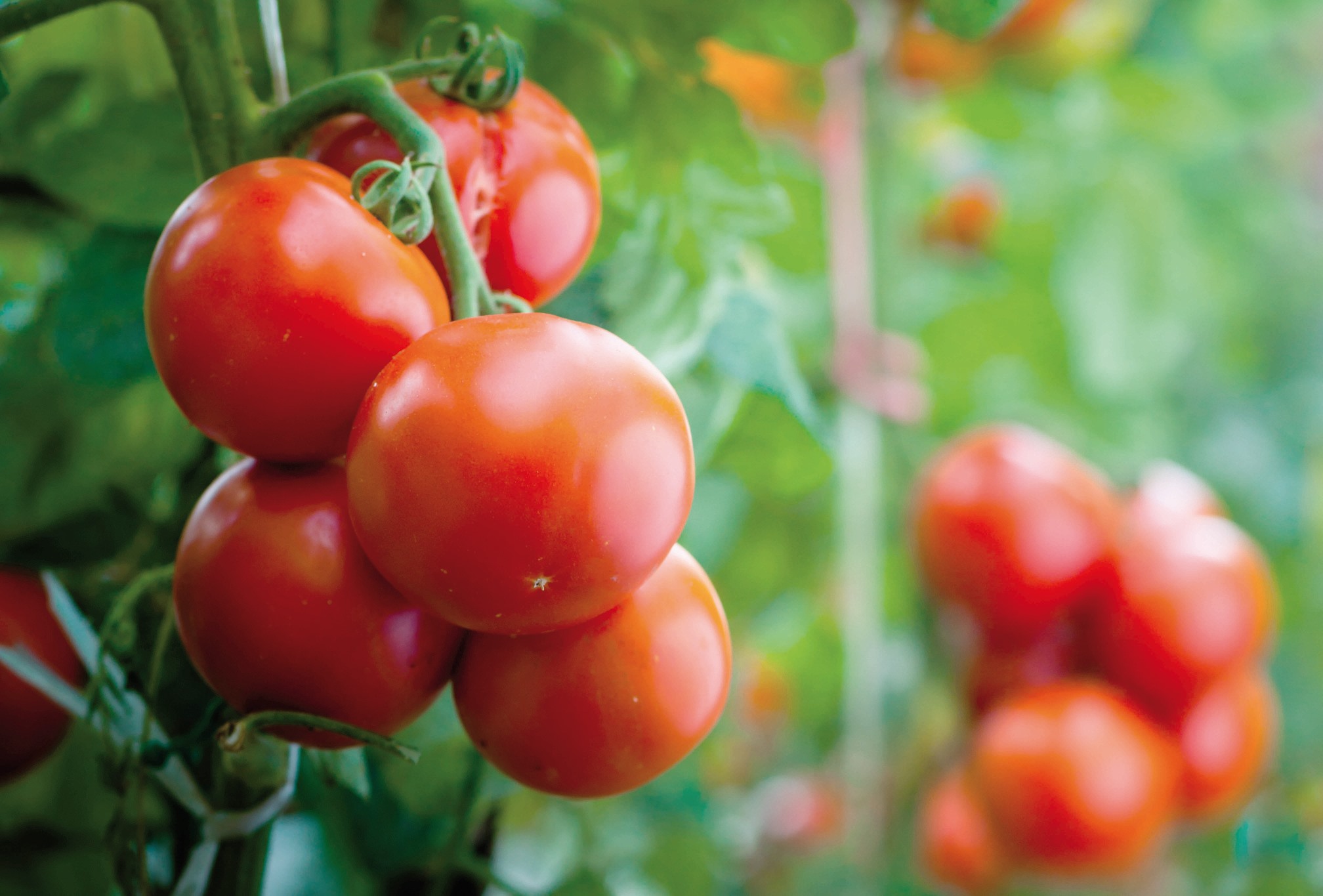 How can I make my tomatoes brighter?