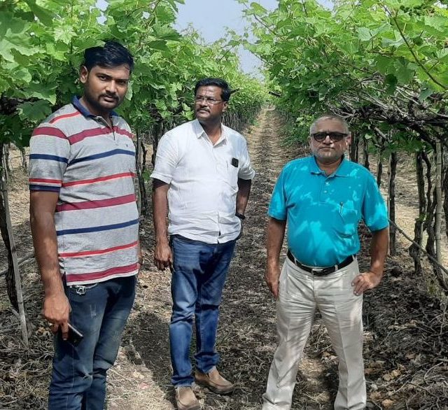 Super Sonaka grapes are known for their unusually long sized and super