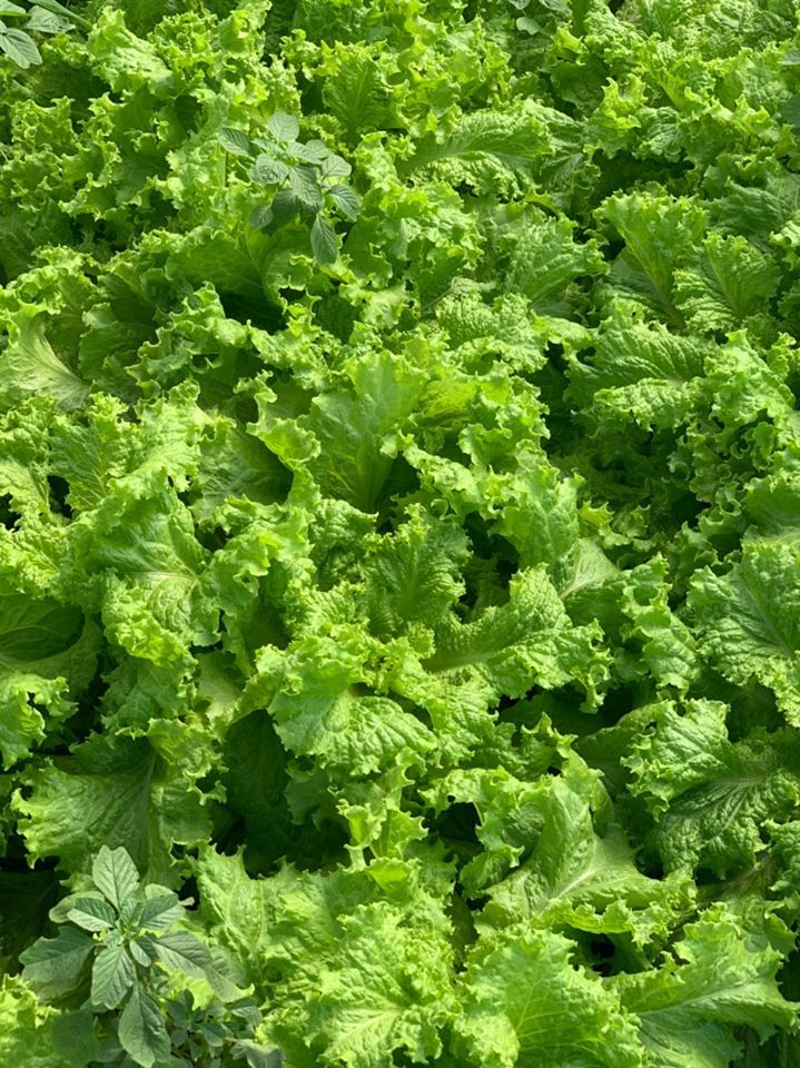 FertiGlobal’s special foliar fertilizers provide plants with the correct amount of nutrients