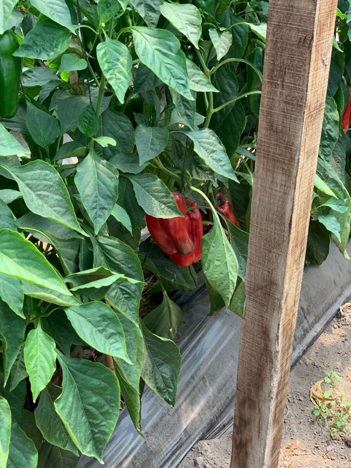 pepper plants treated with FertiGlobal’s special fertilizers via fertirrigation