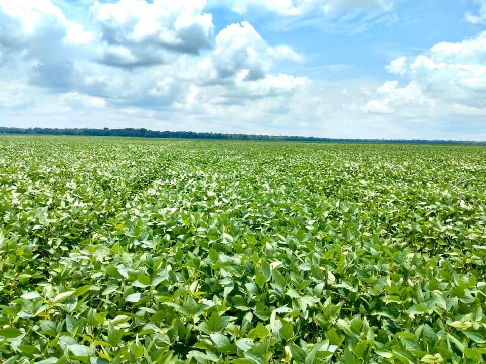 crops benefitting from different natural ingredients contained in modern Crop Management Programs