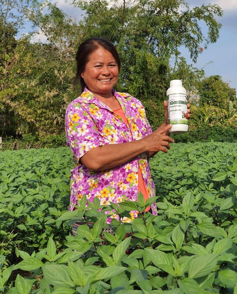 Thai basil plant is native to South East Asia