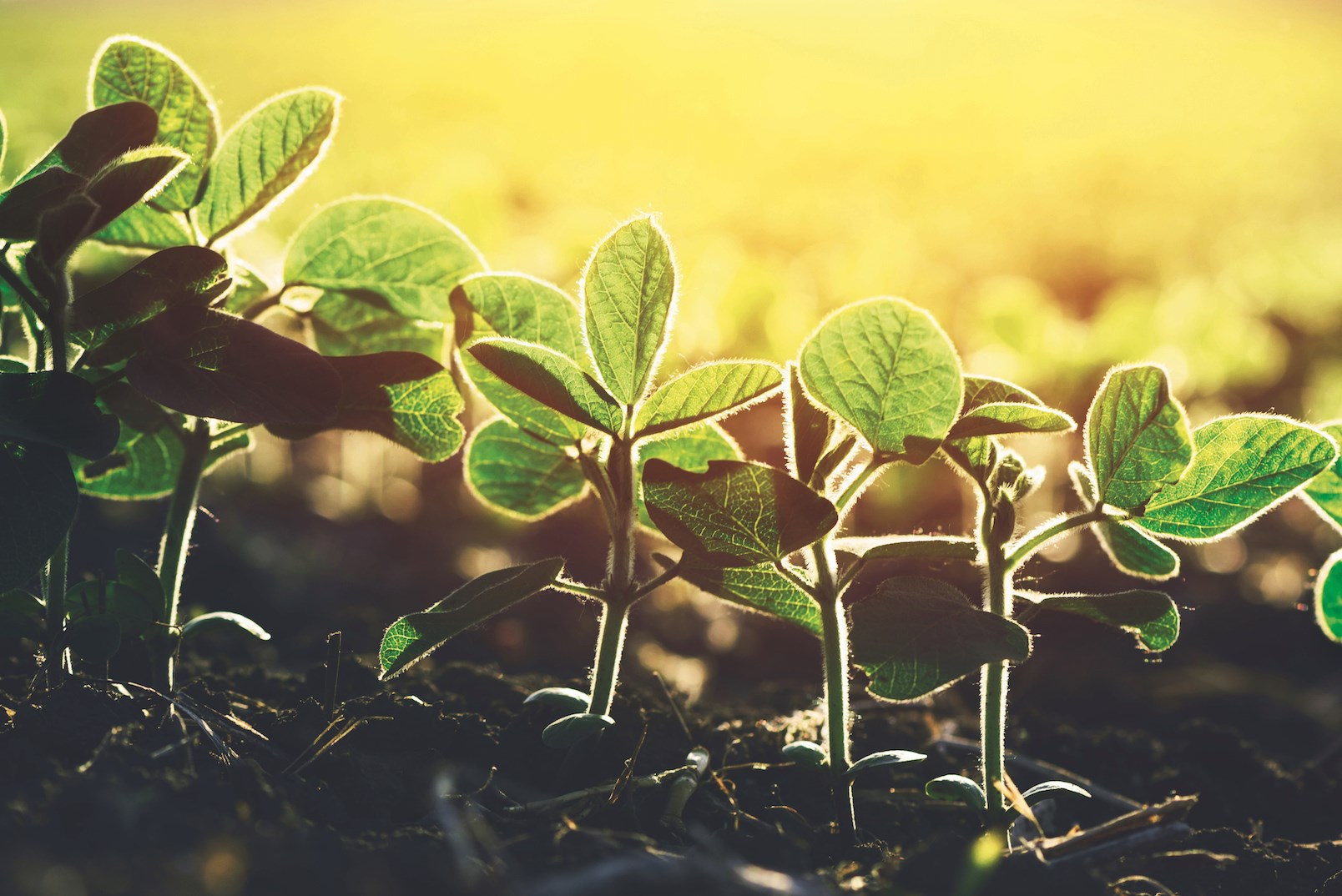 FertiGlobal has designed and developed the most effective alternative to the traditional use of pesticides