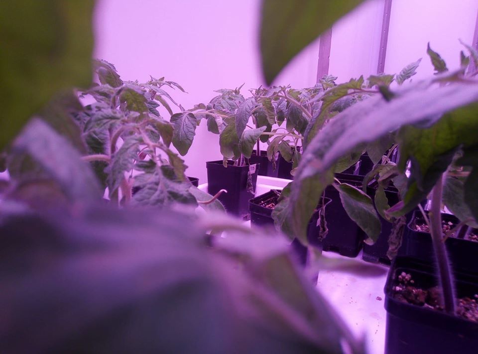 artificial environment where FertiGlobal can accurately control light, temperature and humidity levels in order to rapidly verify the effects of our treatments