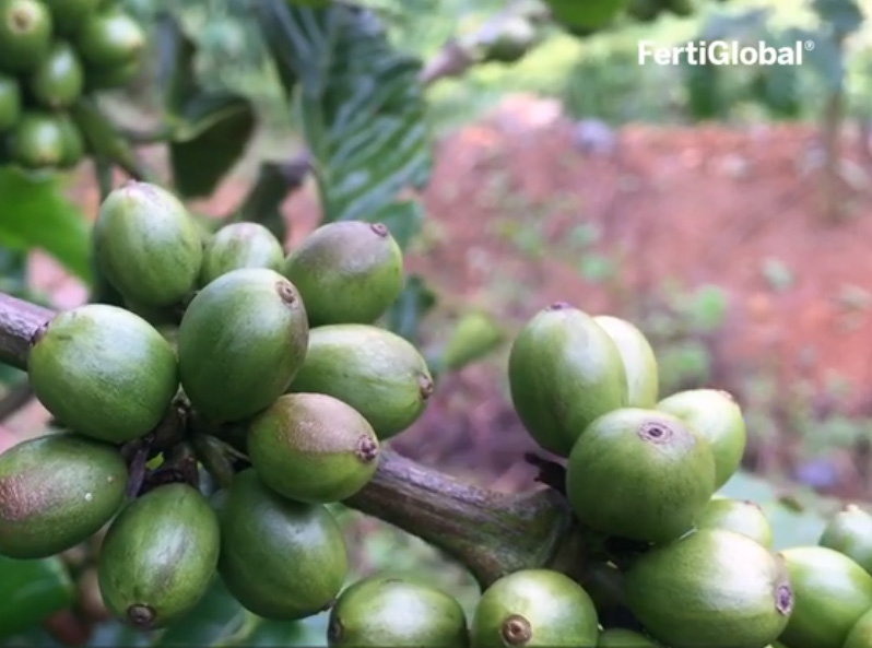 FertiGlobal’s technologies are helping Brazilian farmers to recover their damaged coffee plants